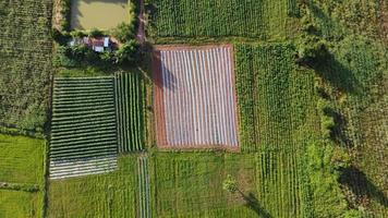 Panorama grünes Reisfeld mit Berghintergrund. foto