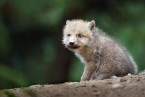 Polarwolf im Zoo foto