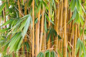 asiatischer Bambus foto