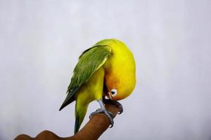 Unzertrennlicher Vogel ist sehr schön, komplett auf dem Finger eines Mannes stehend foto