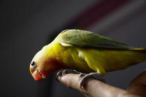 Unzertrennlicher Vogel ist sehr schön, komplett auf dem Finger eines Mannes stehend foto