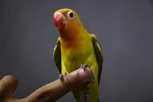 Unzertrennlicher Vogel ist sehr schön, komplett auf dem Finger eines Mannes stehend foto