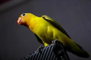 Lovebirds sind sehr schön. isolierter schwarzer hintergrund des fotostudios foto