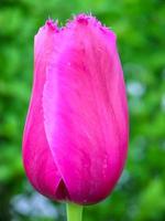 blühende frisch gefärbte blume foto