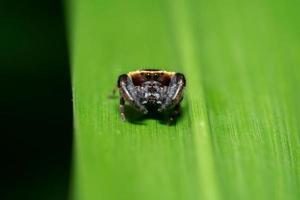 Makrofoto des springenden Spinnentiers in freier Wildbahn foto