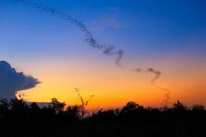 Schwarm Fledermäuse, die bei Sonnenuntergang fliegen foto