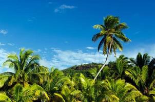 Kokospalmen in Aitutaki Lagune kochen Inseln foto