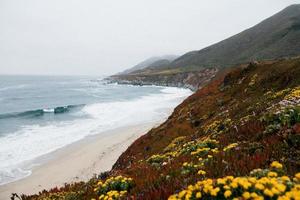 Dünenblumen an einem nebligen Strand foto