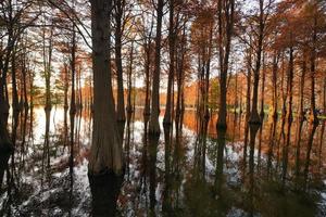 der Waldblick mit den Bäumen, die auf dem Wasser wachsen foto