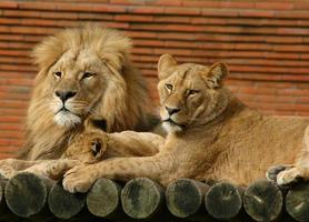 Löwenfamilie foto