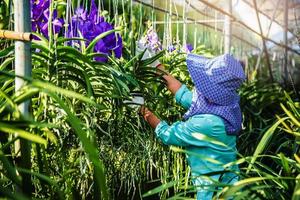 Die junge Arbeiterin kümmert sich um die Orchideenblüte im Garten. Landwirtschaft, Orchideenplantagenanbau.orchidaceae,vanda coerulea foto