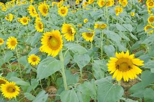 schöne gelbe sonnenblumenfelder in südthailändischen parks. foto