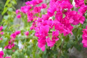 Rosa Bougainvillea blüht in einem thailändischen öffentlichen Park Thailand foto