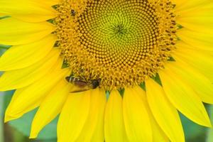 Feldgelbe Sonnenblumen und Blütenblätter blühen, schöner Bienenschwarm im Park. foto