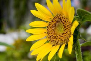 sonnenblumengelb blühendes soft-unschärfe- und droup-wasser im garten thailand foto