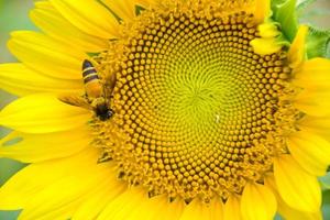 Sonnenblumenblätter und Bienen ernähren sich von Pollen im Garten. foto