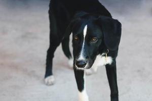 Einsamer Hund mit sehr traurigen, intelligenten Augen, die auf den Besitzer warten. Schwarz-Weiß-Haustier draußen. Nahaufnahme des jungen Hundes. foto