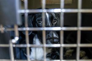 Trauriger schwarzer Hund im Käfig schaut durch die Gitterstäbe. Veterinär-, Transportkonzept. Nahansicht. foto