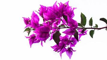 hintergrund blume bougainvillea lila foto