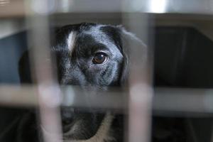 Trauriger schwarzer Hund im Käfig schaut durch die Gitterstäbe. Veterinär-, Transportkonzept. Nahansicht. foto