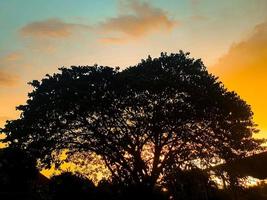 Schattenbild des Baumes bei Sonnenuntergang foto