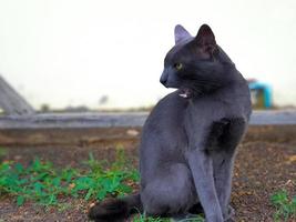 eine schwarze Katze im Garten. es thailändische katzen, die kamera schauen foto