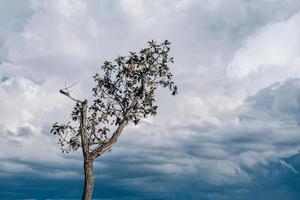 Niedrige Winkelansicht des Baums gegen Himmel foto