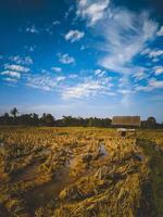 Blick auf Reisfelder und Bauernhütte foto