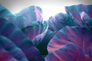 abstrakte tropische Blätter Textur Hintergrund. foto