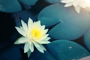 schöne rosa lotusblume im teich, lotusblumensymbol des buddhismus und des buddhistischen glaubens. foto