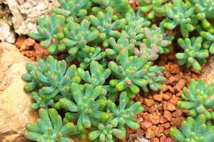 Sukkulenten grün mit braunen Steinen. Sukkulenten aus der Familie der Crassulaceae. foto