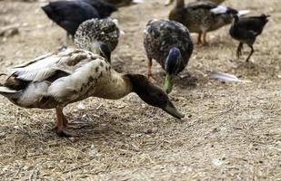 Enten essen in der Natur foto