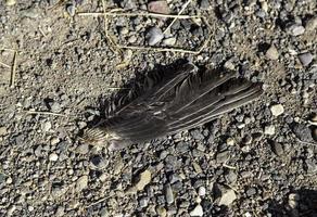 Flügel eines toten Vogels foto