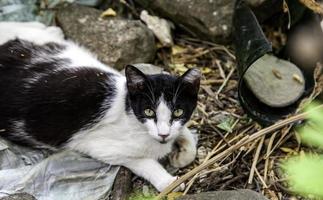 von der Straße verlassene Katzen foto