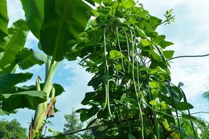 selektive Fokussierung von langen Bohnen, die im Garten erntereif sind foto