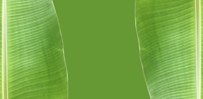 isoliertes junges grünes tropisches Bananenblatt mit Beschneidungspfaden. foto