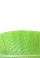 isoliertes junges grünes tropisches Bananenblatt mit Beschneidungspfaden. foto
