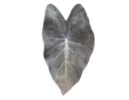 isoliertes Colocasis-Blatt oder schwarze magische Elefantenohrpflanze mit Beschneidungspfaden. foto
