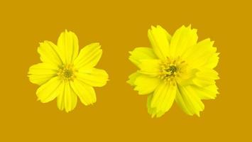 isolierte gelbe Kosmosblume mit Beschneidungspfaden. foto