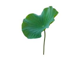 isolierte seerose oder lotusblatt mit beschneidungspfaden. foto