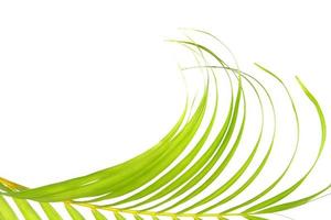 grünes Blatt der Palme auf weißem Hintergrund foto