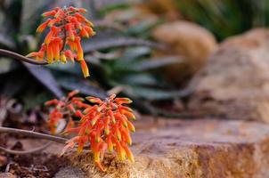 bunte Blüten von Aloe Ellenbeckii, einer kleinen, niedrig wachsenden und sukkulenten Pflanze. foto