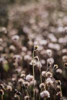 Coatbuttons Blume oder Tridax Gänseblümchen mit selektivem Fokus blühen im Sommerfeld. foto