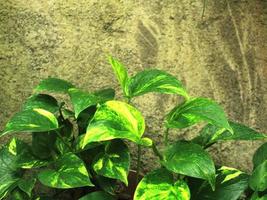 grünes tropisches blatt, nahaufnahme mit texturdetail und zementwandhintergrund. foto