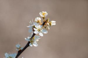 viele Blüten auf einem Zweig eines Pflaumenbaums foto