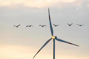 Sechs Kraniche fliegen am Himmel foto