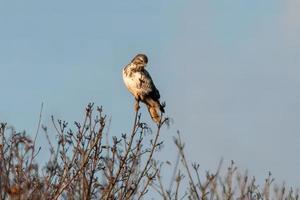 Ein Bussard sitzt auf einem Ast eines Baumes foto