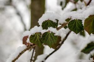 ein Zweig mit grünen Efeublättern im Winterwald foto