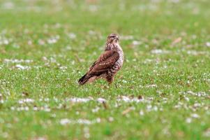 ein bussard sitzt auf einem verschneiten winterfeld foto