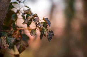 ein Zweig mit grünen Efeublättern im Wald foto